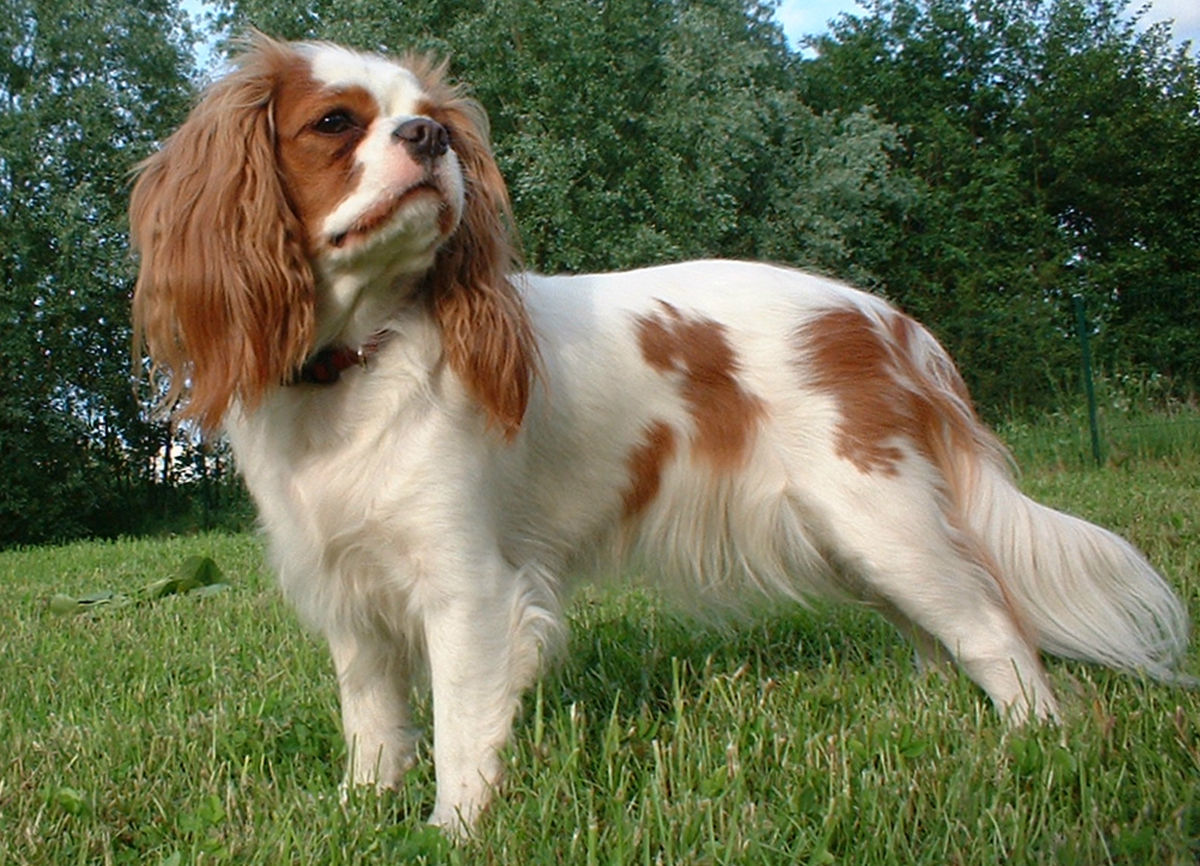 Cavalier King Charles Spaniel